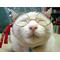 縦横無尽の猫