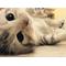 ∩ねここねこねこ∩