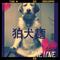 狛犬