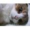 気まぐれな黒猫散歩