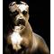 PIT BULLS