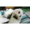 めがにゃんこの巣