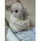ぐんぐ検証