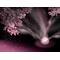 †舞＊桜†