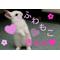 ふわもこきゅん