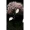 §桜§【ｵｰﾃﾞｨﾝﾊﾞﾄﾙ】